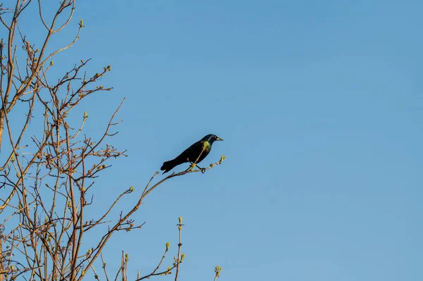 Common Grackle Perched High Branch Looking Blue Sky High Quality — Stock Photo, Image