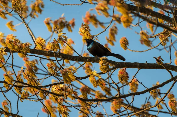Common Grackle Perched High Branch Basking Sun High Quality Photo — Stock Photo, Image