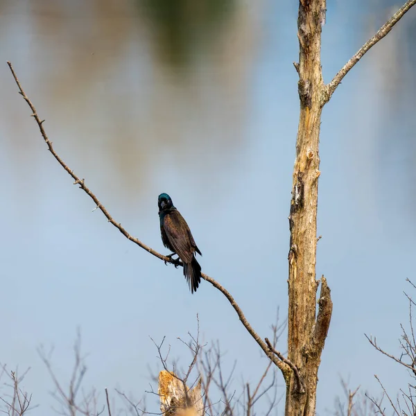 Common Grackle Giving Menacing Stare Its Shoulder High Quality Photo — Stock Photo, Image