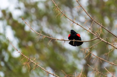 Kırmızı Kanatlı Karatavuk Agelaius Phoeniceus bir ağaçta şarkı söylüyor. Yüksek kalite fotoğraf