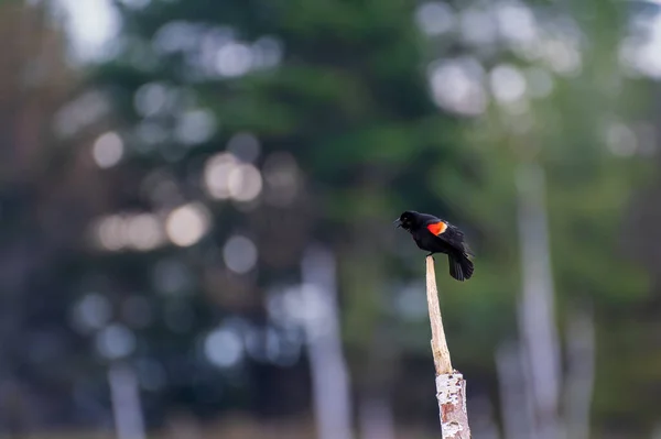 Pájaro Negro Alas Rojas Agelaius Phoeniceus Posó Alto Árbol Muerto — Foto de Stock