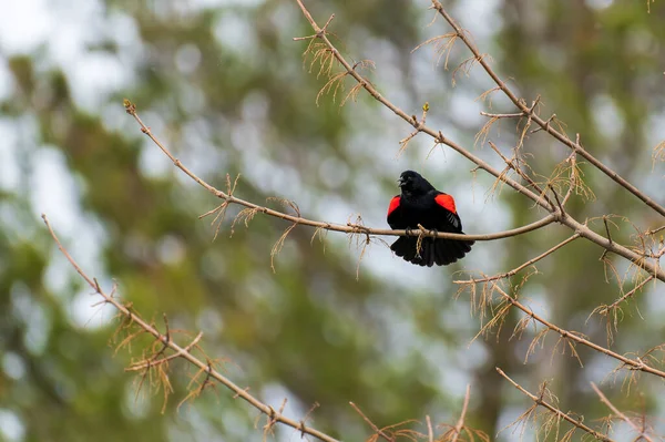 Melro Asa Vermelha Agelaius Phoeniceus Cantando Uma Árvore Foto Alta — Fotografia de Stock