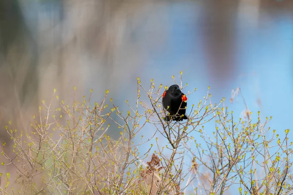 Pájaro Negro Alas Rojas Agelaius Phoeniceus Encaramado Cepillo Con Agua — Foto de Stock