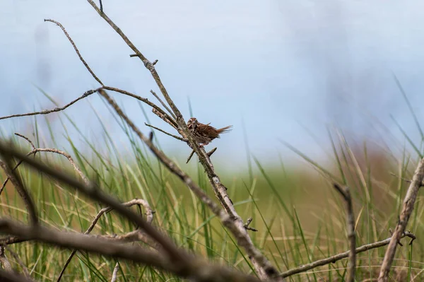 Song Sparrow Perched Shrub Wild High Quality Photo — Stock Photo, Image