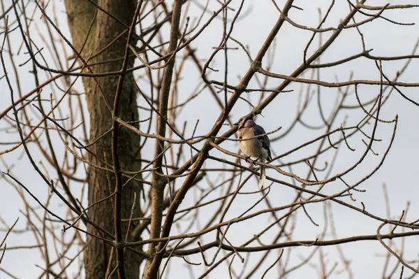 Blue Jay Cyanocitta Cristata Passerine Bird Perched Tree Security High — Stock Photo, Image