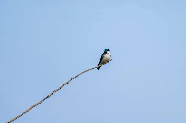 Une Hirondelle Bicolore Tachycineta Oiseau Migrateur Perché Haut Sur Une — Photo
