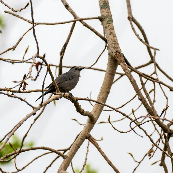 Pássaro Cinzento Dumetella Carolinensis Descansando Nos Arbustos Foto Alta Qualidade — Fotografia de Stock