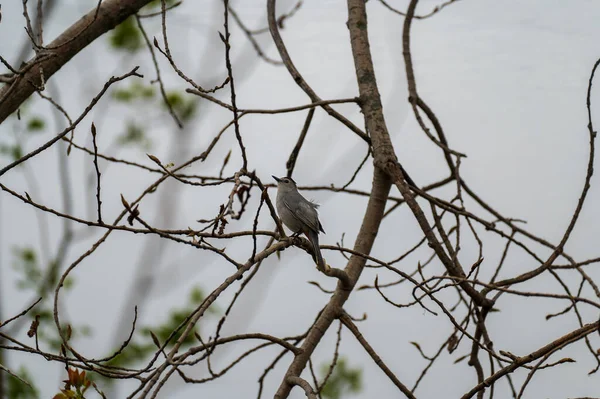 Grey Catbird Dumetella Carolinensis Отдыхает Кустах Высокое Качество Фото — стоковое фото