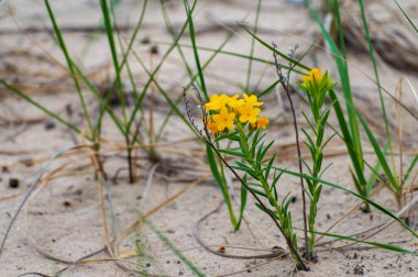 Hoary Puccoon, Lithospermum canescens çiçeklerinden oluşan altın sarısı bir demet. Kuzey Amerika 'nın doğusundaki ormanların, ovaların ve ormanların bir salgını..