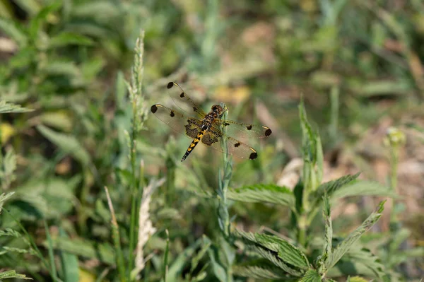 Εκπληκτικό Calico Pennant Dragonfly Σκαρφαλωμένο Όμορφα Στα Ζιζάνια Υψηλής Ποιότητας — Φωτογραφία Αρχείου