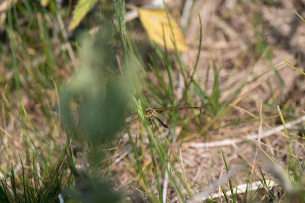 stock image Stunning Calico Pennant dragonfly perched nicely on grass looking towards the viewer. High quality photo