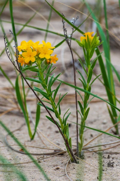 Złoty Żółty Grono Kwiatów Hoary Puccoon Lithospermum Canescens Endemiczny Polan — Zdjęcie stockowe