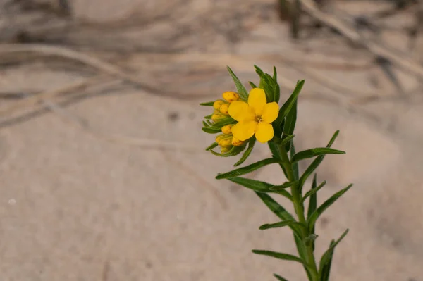 Złoty Żółty Grono Kwiatów Hoary Puccoon Lithospermum Canescens Endemiczny Polan — Zdjęcie stockowe
