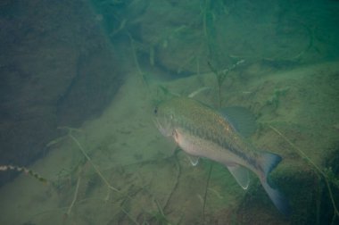 Michigan 'daki bir gölde yüzen koca ağızlı levrek. Arka planda kayalar var. Yüksek kalite fotoğraf
