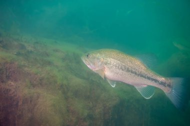 Michigan 'daki bir gölde yüzen koca ağızlı levrek. Arka planda kayalar var. Yüksek kalite fotoğraf