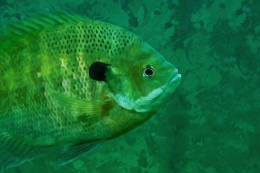 Digitally created watercolor painting of an extreme close-up of the side of a bluegill scales, fins and black dot. High quality illustration