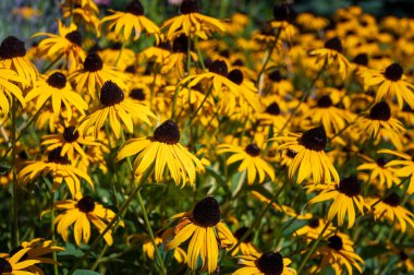 Filed of flowering of Black eyed Susans in the sunshine. Also known as brown betty, gloriosa daisy, golden Jerusalem, English bulls eye, poor-land daisy, yellow daisy, and yellow ox-eye daisy.