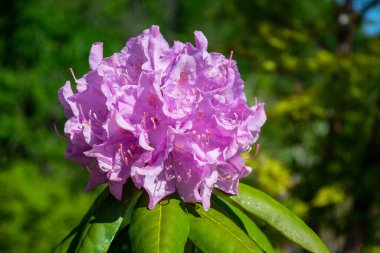 Pink Azalea Rhododendron flowers are blooming in spring. Hybrid Catawbiense Grandiflorum