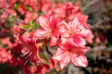 Close-up of gorgeous ornamental flowering Rhododendron indicum. High quality photo