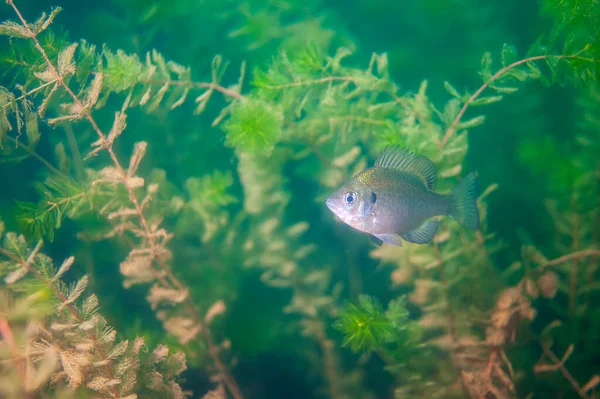 Dollaro Colorato Sunfish Nel Suo Ambiente Naturale Lago Interno Foto — Foto Stock