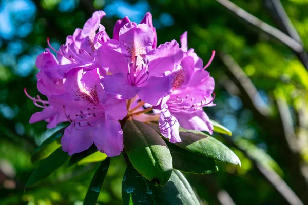 Pink Azalea Rhododendron Flowers Blooming Spring Hybrid Catawbiense Grandiflorum — Stock Photo, Image