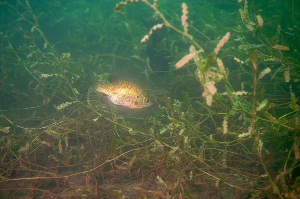 Színes Dollár Sunfish Természetes Környezetben Egy Belvízi Kiváló Minőségű Fénykép — Stock Fotó
