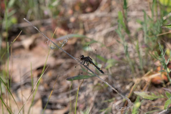 화이트 드래곤 Common Whitetail Dragonfly Plathemis Lydia 나뭇가지에 고품질 — 스톡 사진