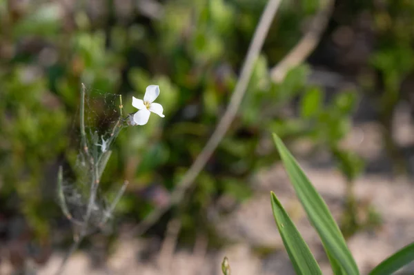 Biały Kwiat Lyreleaf Rockcress Arabidopsis Lyrata Rodzaj Może Być Używany — Zdjęcie stockowe
