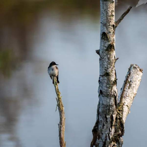 라누스 Eastern Kingbird Tyrannus Tyrannus 자작나무에 플라이 포수이다 고품질 — 스톡 사진