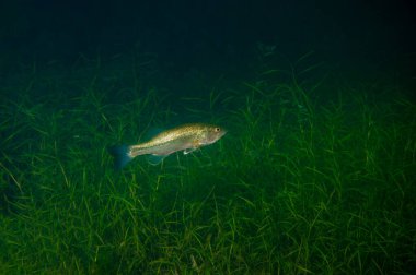 Largemouth bass swimming in a Michigan inland lake with weeds in the background. High quality photo clipart