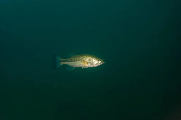 Großbarsch Schwimmt Einem Binnensee Michigan Hochwertiges Foto — Stockfoto