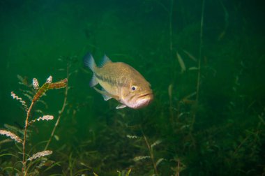 Largemouth bass swimming through the weeds in a Michigan inland lake. Micropterus salmoides. High quality photo clipart