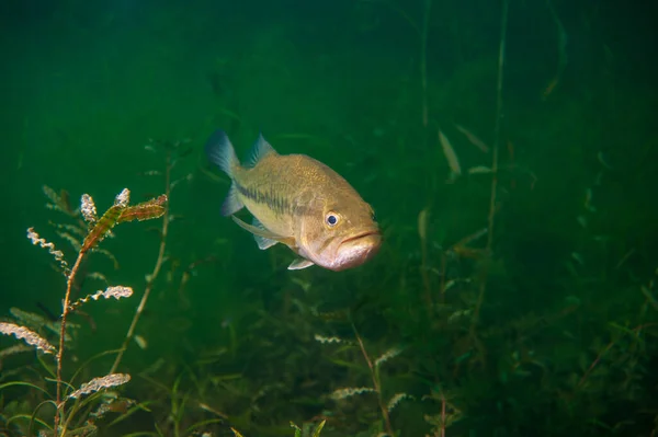 Lobina Nadando Través Las Malas Hierbas Lago Interior Michigan Micropterus —  Fotos de Stock