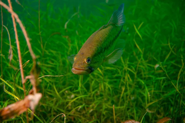 Achigã Nadando Através Das Ervas Daninhas Lago Interior Michigan Micropterus — Fotografia de Stock