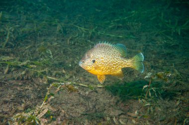 Kuzey Amerika 'daki bir gölün dibinden beslenen kabak çekirdeği güneş balığı. Yüksek kalite fotoğraf