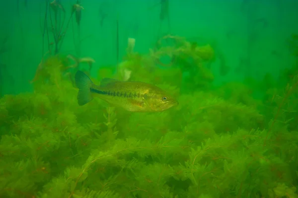 미시간 호수에서 잡초를 라게모스베이스 마이크로프터러스 살모이드 품질의 — 스톡 사진
