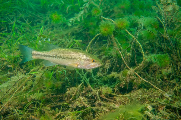 Großbarsch Schwimmt Durch Das Unkraut Einem Binnensee Michigan Micropterus Salmoides — Stockfoto