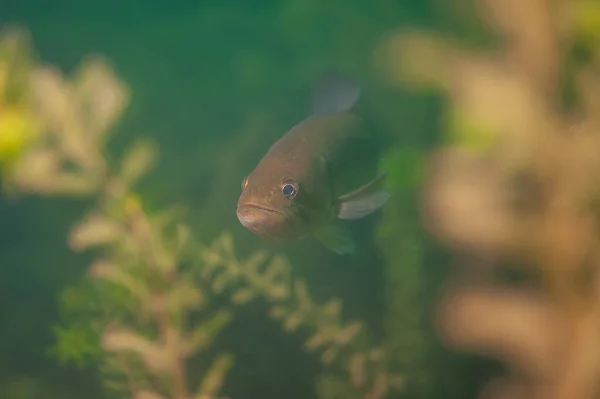 ミシガン州の内陸湖の雑草を泳いでいるLargemouth Bass ミクロペラスサルモイド 高品質の写真 — ストック写真