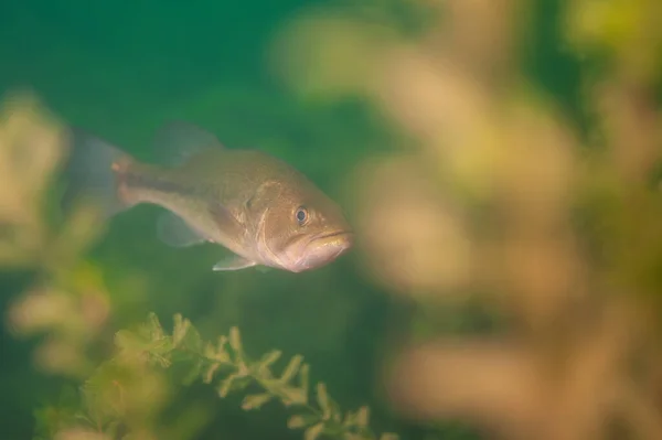 Lobina Nadando Través Las Malas Hierbas Lago Interior Michigan Micropterus —  Fotos de Stock