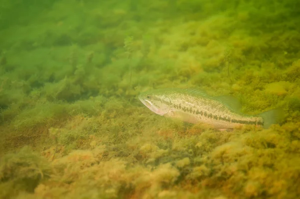 Achigã Descansando Fundo Com Ervas Daninhas Lago Interior Michigan Micropterus — Fotografia de Stock