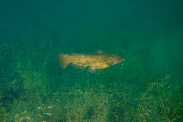 Gelber Bullhead Wels Ameiurus Natalis Schwimmt Über Unkraut Einem Binnensee — Stockfoto