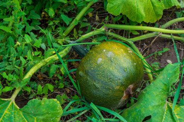 Balkabağı bitkisinin üzerinde yeşil kabak sebzesi yetişiyor. Yüksek kalite fotoğraf