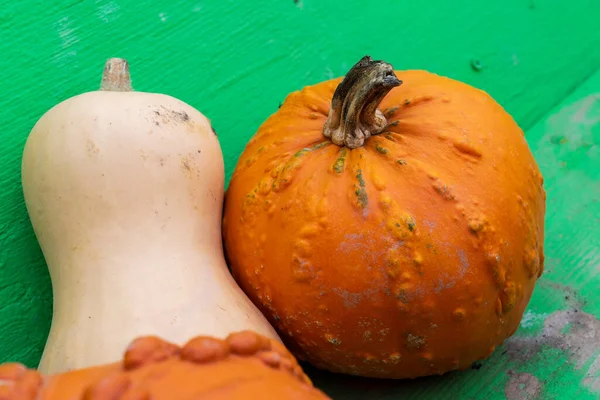 Autumn Harvest Colorful Squashes Pumpkins High Quality Photo — Stock Photo, Image