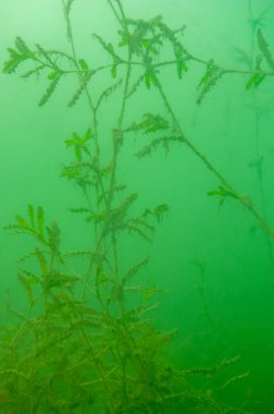 Kuzey Amerika 'da bir tatlı su gölünde yeşil yosun sualtı ormanı. Yüksek kalite fotoğraf