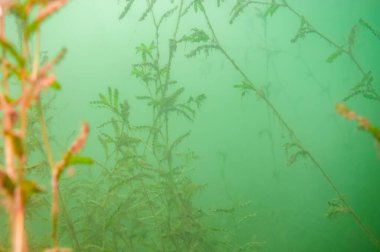 Kuzey Amerika 'da bir tatlı su gölünde yeşil yosun sualtı ormanı. Yüksek kalite fotoğraf