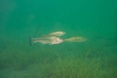 Çok sayıda büyük ağızlı levrek mikroplu salmoidler bir iç gölde yüzüyor. Yüksek kalite fotoğraf