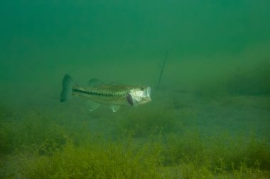 Koca ağızlı, koca ağızlı mikroplu salmoidler. Yüksek kalite fotoğraf