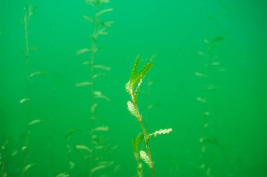 Tatlı su gölünün dibindeki su bitkisi potamogeton gevreği. Yüksek kalite fotoğraf