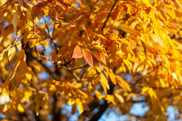 Looking up at spectacular orange fall colors in a three flowered maple tree. High quality photo