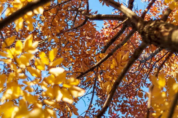 Looking up at spectacular orange fall colors in a three flowered maple tree. High quality photo